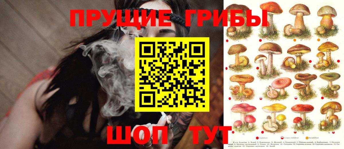 Галлюциногенные грибы Psilocybine cubensis Курчалой