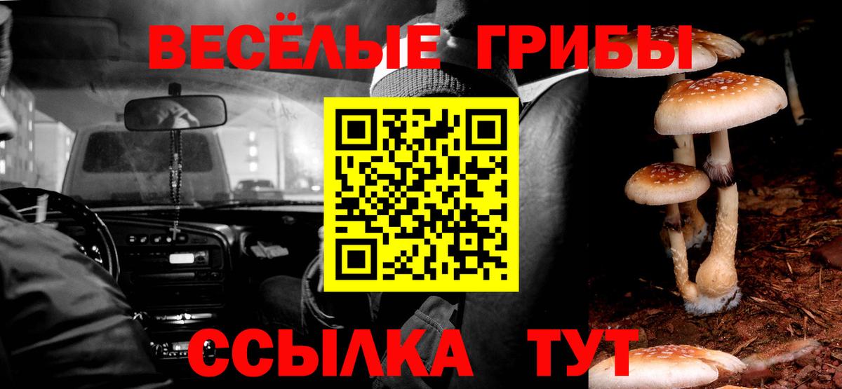 Галлюциногенные грибы Psilocybine cubensis  Вход с VPN  Псилоцибиновые грибы Psilocybine cubensis  Курчалой 